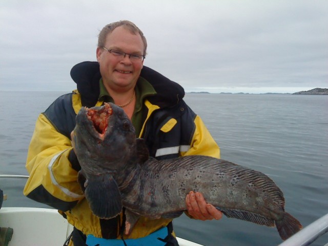 Fiska havskatt i Norge