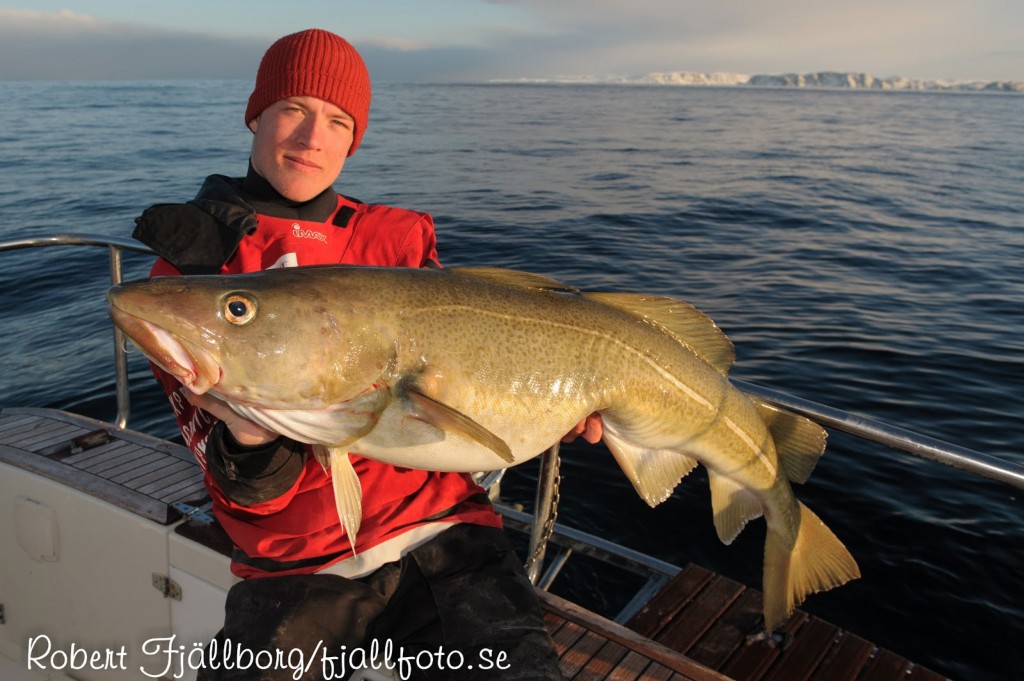 Fiska Torsk i Norge
