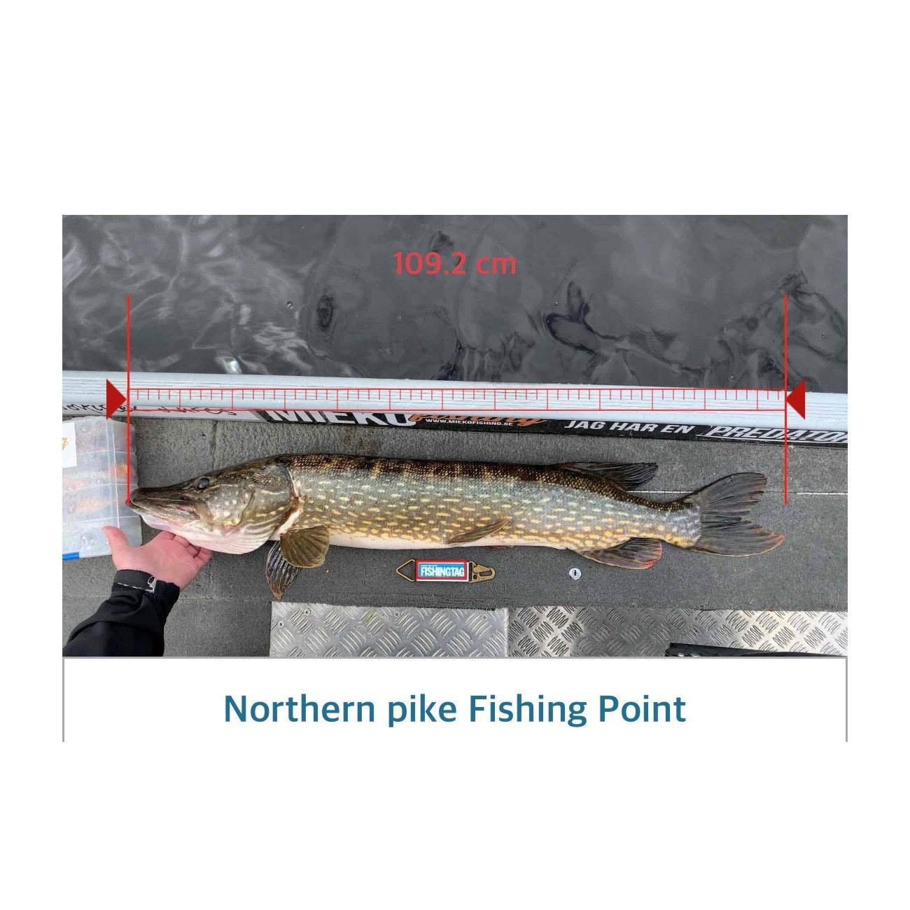 Köp Fishing Tag - Smart Measure på Miekofishing.se!