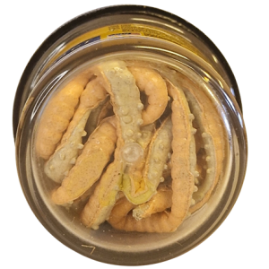 Köp PowerBait Honey Worm 25mm - Orange/Pearl på MiEKOfishing.se!