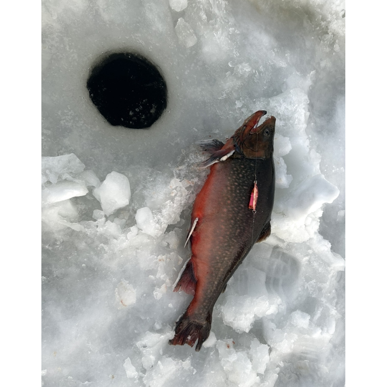 Köp Mieko Rödingblänke - Koppar med mormyska på Miekofishing.se!