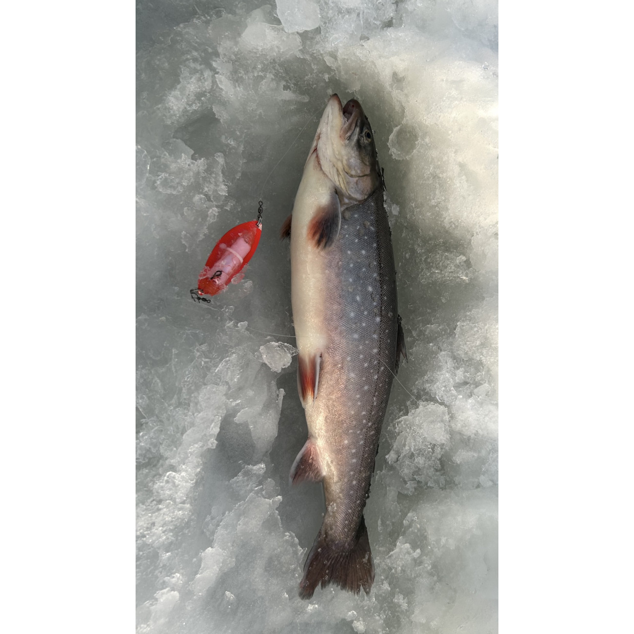 Köp Mieko Rödingblänke - Pink (Fluo) med krok B983 på Miekofishing.se!