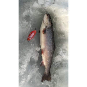 Köp Mieko Rödingblänke - Pink (Fluo) med krok B983 på Miekofishing.se!