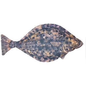 Fladen Mjukisfisk Hälleflundra 100 cm